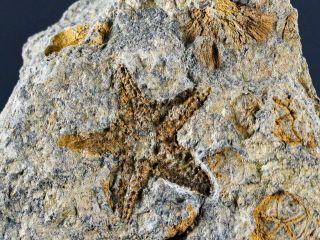 27mm Brittlestar Petraster Starfish Fossil & Edrioasteroids Ordovician Morocco