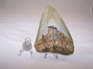 5.  44 Inch / 12.  4 Oz / Megalodon Fossil Shark Tooth Teeth / No Restoration / A4