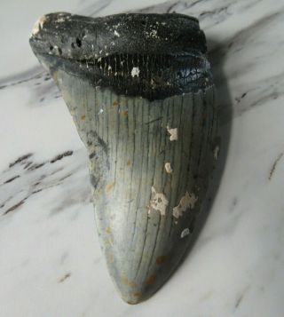 Fossil Megalodon Shark Tooth,  4 1/2 Inches Giant Shark Tooth