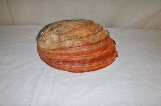 Large 9.  5 " X 7.  5 " Red Abalone Shell.  Bright Colors