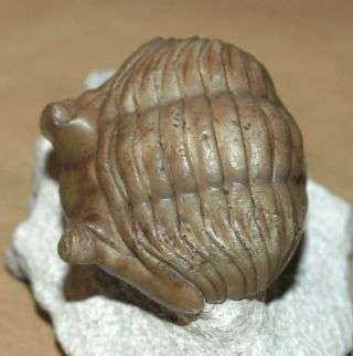 Baltoscandian Index Fossil Asaphid Trilobite - Asaphus Cornutus Pander,  1830