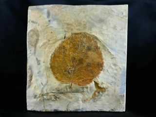 Detailed Davidia Antiqua Fossil Plant Leaf Paleocene Age Fort Union Glendive,  Mt