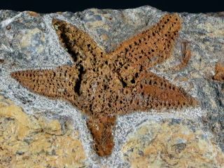 56mm Brittlestar Petraster Starfish Fossil Ordovician Age Morocco,  Stand