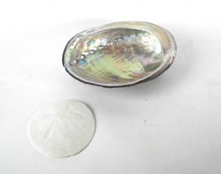 Abalone Black Shell Blue Hues 51/2 " X4 " X1 1/2 " Deep Mother Of Pearl Sand Dollar