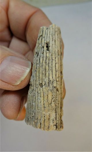 Belemnites - Permian Period - Aulacocerida Nostra Of Timor - An1
