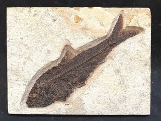 A Monster Knightia Eocaena From The Green River Formation Of Wyoming