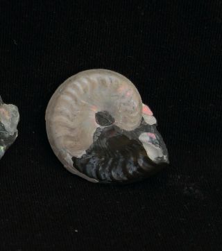 Fossils ammonites Aconeceras from Russia 2
