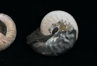 Fossils ammonites Aconeceras from Russia 3