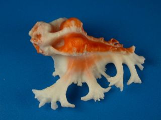 Murex (homalocantha) Pele,  Fronds And Red Color,  44.  5mm,  Hawaii Shell