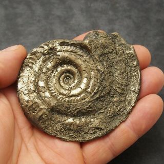 84mm Hildoceras Ammonite Pyrite Mineral Fossil Fossilien Ammoniten France Golden