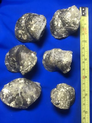 6 Pyritized Gold Brachiopod Paraspirifers Silica Fm.  Devonian Ohio Trilobite Age