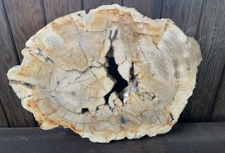 Large 5lb,  Petrified Wood Slab From Indonesia,  Polished With Opening,  13 " X9.  5 "
