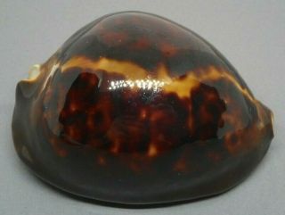 X - Mas Zoila Thersites,  74.  3 Mm.  Good Size,  Dark,  Heavy,  Colorful Shell
