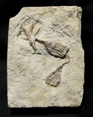 Extinctions - Very Cool Multiple Gilmore City Crinoid Fossil - Different Types