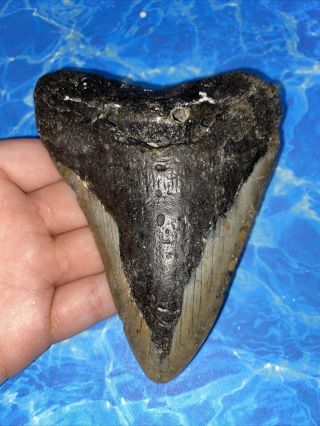 Megalodon Shark Tooth 4.  90” Huge Teeth Big Fossil Meg Scuba Diver Direct 2202