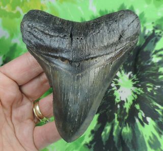 Megalodon Sharks Tooth 4 1/8  Inch Fossil Sharks Teeth Tooth