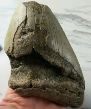Huge Fossil Megalodon Shark Tooth,  5 1/2 Inches Giant Shark Tooth