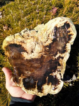 Huge Non Cut Herringbone Petrified Wood Agate Central Oregon Tight Grain 15lbs