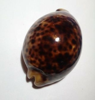 Shell Cypraea Tigris Indonesia 100,  2 Mm Huge & Rostrate