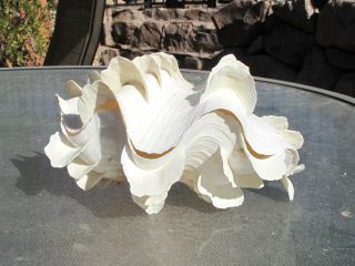 Tridacna Squamosa White W/pink Orang Fluted Ruffled Clam Shell Matched Pair,  7 "