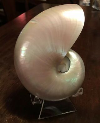 Large Pearl Nautilus Shell 5” Pearlized Beach Nautical Decor With Stand