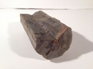 Large Fossilized Petrified Wood Log 7 " With Unique Rough Bark -