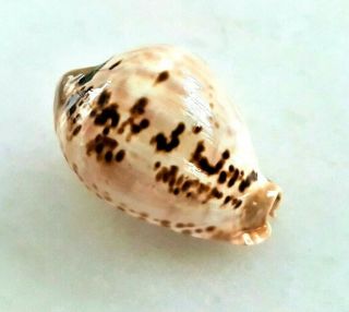 Seashell Cypraea Mus Tristensis Exceptional Giant Colombian Form Shell