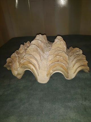 Large 8 " Natural Clam Shell Tridacna Gigas Seashell Ruffled Shell