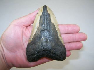 5.  15 " Megalodon Fossil Shark Tooth Teeth - 9.  4 Oz - No Restoration - Not Dinosaur