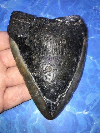 Huge 5.  19” Megalodon Shark Tooth Teeth Fossil Meg Scuba Diver Direct 1664