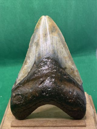 228.  4.  10 " Megalodon Shark Tooth Fossil 100 Authentic.