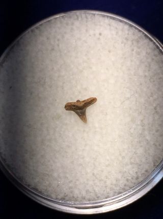 Uncommon Squatina Hassei Fossil Cretaceous Angel Shark Tooth Colorado