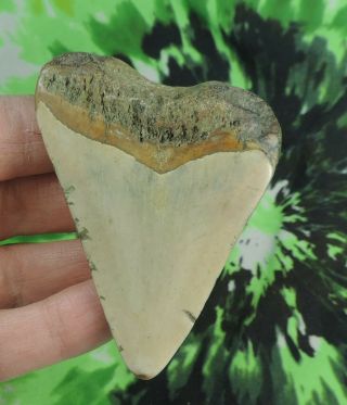Megalodon Sharks Tooth 3 1/16 " Inch No Restorations Fossil Sharks Teeth Tooth