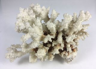 Authentic Large Solid Piece Of Decorative White/brown/orange Coral