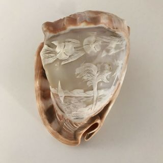 Vintage Italian Conch Shell With Detailed Hand Carved Tropical Scene