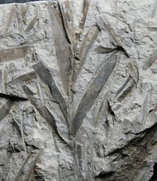 Podozamites Distans - Well Preserved,  Rare Jurassic Fossil Plant