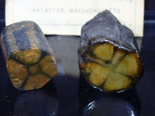 Andulsite var.  Chiastolite Lancaster Massachusetts ex.  Ward ' s Natural Science 2