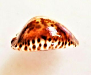 Seashell Cypraea Friendii Vercoi Rare White Base Shell