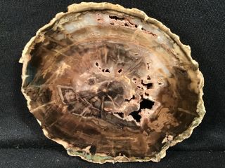 Rw Choice " Petrified Wood Round " Woodworthia From Zimbabwe,  Africa