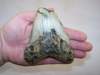 5.  08 " Megalodon Fossil Shark Tooth Teeth - 9.  5 Oz - No Restoration - Not Dinosaur