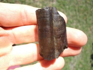 Detailed Paramylodon Sloth Tooth Florida Fossils Claw Core Teeth Jaw Bones