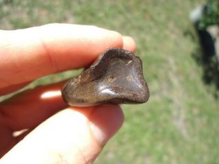 DETAILED PARAMYLODON SLOTH TOOTH FLORIDA FOSSILS CLAW CORE TEETH JAW BONES 3