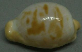 Sea Shell Cypraeaovula Coronata Debruini 28.  0 Mm Endemic Shell,  Rare Location