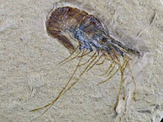 1.  4 " Fossil Shrimp Carpopenaeus Cretaceous Age 100 Million Yrs Old Lebanon