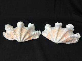 Tridacna Squamosa W/peach Hinge Fluted Ruffled Clam Shell Pair,  7”