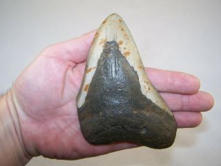 5.  44 " Megalodon Fossil Shark Tooth Teeth - 9.  3 Oz - No Restoration - Not Dinosaur