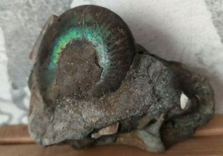 Fossil Jurassic rare ammonites Craspedites from Russia 3