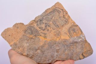 Big Scottish Stromatolite Fossil Algae Rough Specimen Scotland Rock Dbdl322