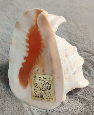 Vintage Ala Makana Hawaii Conch Shell Horn,  Drilled For Blowing Sticker