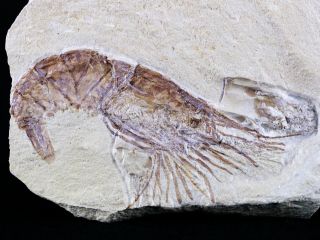 1.  9 " Fossil Shrimp Carpopenaeus Cretaceous Age 100 Million Yrs Old Lebanon